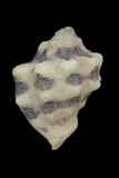 中文種名:角岩螺