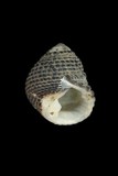 中文種名:黑草蓆鐘螺