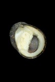 中文種名:滑圓蜑螺學名:Nerita ocellata俗名:滑圓蜑螺俗名（英文）:滑圓蜑螺