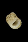 中文種名:白肋蜑螺學名:Nerita plicata俗名:白肋蜑螺俗名（英文）:白肋蜑螺