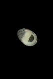 中文種名:花圓蜑螺學名:Nerita squamulata俗名:花圓蜑螺俗名（英文）:花圓蜑螺
