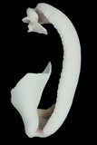 中文種名:海兔螺