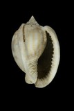 中文種名:條紋鬘螺學名:Phalium flammiferum俗名:條紋鬘螺俗名（英文）:條紋鬘螺