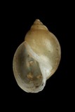 中文種名:囊螺學名:Physa acuta俗名:囊螺俗名（英文）:囊螺
