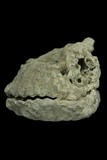 中文種名:擬石牡蠣學名:Plicatula horrida俗名:擬石牡蠣俗名（英文）:擬石牡蠣
