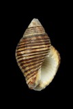 中文種名:粗紋峨螺學名:Pollia undosus俗名:粗紋峨螺俗名（英文）:粗紋峨螺