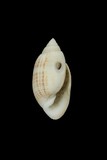 中文種名:斑點硬捻螺學名:Pupa solidula俗名:斑點硬捻螺俗名（英文）:斑點硬捻螺