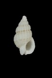 中文種名:金黃織紋螺學名:Reticunassa pauperus俗名:金黃織紋螺俗名（英文）:金黃織紋螺