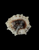 中文種名:黑松螺學名:Siphonaria atra俗名:黑松螺俗名（英文）:黑松螺
