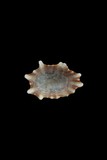 中文種名:花松螺學名:Siphonaria laciniosa俗名:花松螺俗名（英文）:花松螺