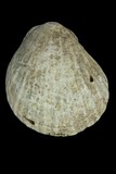 中文種名:山羊海菊蛤