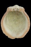 中文種名:金黃海菊蛤學名:Spondylus versicolor俗名:金黃海菊蛤俗名（英文）:金黃海菊蛤
