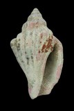 中文種名:百肋鳳凰螺學名:Strombus labiatus俗名:百肋鳳凰螺俗名（英文）:百肋鳳凰螺