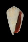 中文種名:紅嬌鳳凰螺學名:Strombus luhuanus俗名:紅嬌鳳凰螺俗名（英文）:紅嬌鳳凰螺