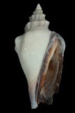 中文種名:黑嘴鳳凰螺學名:Strombus urceus俗名:黑嘴鳳凰螺俗名（英文）:黑嘴鳳凰螺