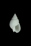中文種名:素面織紋螺學名:Nassarius sufflatus俗名:素面織紋螺俗名（英文）:素面織紋螺