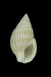 中文種名:花織紋螺學名:Zeuxis castus俗名:花織紋螺俗名（英文）:花織紋螺