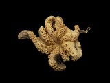 中文種名:真蛸學名:Octopus vulgare俗名:真蛸俗名（英文）:真蛸