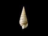 中文種名:多彩環塔螺學名:Pyramidella dolabrata f. terebellum俗名:多彩環塔螺俗名（英文）:多彩環塔螺