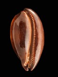 中文種名:酒桶寶螺學名:Cypraea talpa俗名:酒桶寶螺俗名（英文）:酒桶寶螺