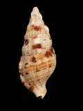 中文種名:花斑布紋螺
