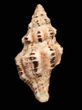 中文種名:多稜旋螺學名:Latirus polygonus俗名:多稜旋螺俗名（英文）:多稜旋螺