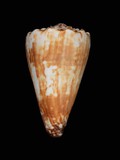 中文種名:長距芋螺學名:Conus distans俗名:長距芋螺俗名（英文）:長距芋螺
