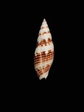 中文種名:布紋筆螺學名:Neocancilla clathrus俗名:布紋筆螺俗名（英文）:布紋筆螺