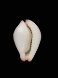 中文種名:玉兔螺