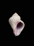 中文種名:梨形珊瑚螺