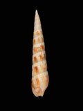 中文種名:問題筍螺學名:Terebra affinis俗名:問題筍螺俗名（英文）:問題筍螺