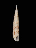 中文種名:長矛筍螺