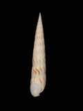 中文種名:長矛筍螺學名:Terebra lanceata俗名:長矛筍螺俗名（英文）:長矛筍螺