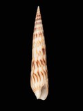 中文種名:鉛筆筍螺