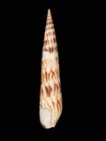 中文種名:鉛筆筍螺學名:Hastula penicillata俗名:鉛筆筍螺俗名（英文）:鉛筆筍螺