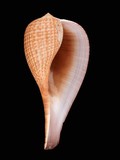中文種名:大枇杷螺