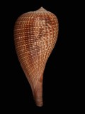 中文種名:大枇杷螺學名:Ficus gracilis俗名:大枇杷螺俗名（英文）:大枇杷螺