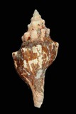 中文種名:大赤旋螺學名:Pleuroploca trapezium paeteli俗名:大赤旋螺俗名（英文）:大赤旋螺