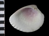 中文種名:海星小簾蛤學名:Veremolpa scabra俗名:海星小簾蛤俗名（英文）:海星小簾蛤