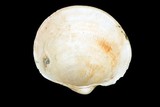 中文種名:無齒滿月蛤學名:Anodontia edentula俗名:無齒滿月蛤俗名（英文）:無齒滿月蛤