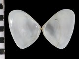 中文種名:半紋斧蛤學名:Chion semigranosus俗名:半紋斧蛤俗名（英文）:半紋斧蛤
