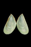 中文種名:綠殼菜蛤學名:Perna viridis俗名:綠殼菜蛤俗名（英文）:綠殼菜蛤