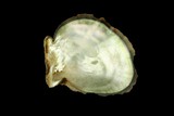 中文種名:黑蝶真珠蛤學名:Pinctada margaritifera俗名:黑蝶真珠蛤俗名（英文）:黑蝶真珠蛤