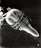 中文名:痲瘋樹前毛節蜱()學名:Neopropilus jatrophus Huang, 1992()