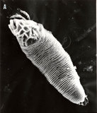 中文名:羅氏鹽膚木皺葉刺節蜱()學名:Phyllocoptruta semialatae Huang, 1992()