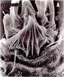 中文名:(001103-01)學名:Aceria roxburghianae Huang, 2003(001103-01)