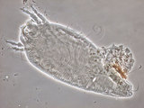 中文名:香楠加植節蜱(920909-01)學名:Gammaphytoptus zuihoensus Huang et Wang, 2003(920909-01)