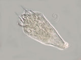 中文名:凹葉柃木畸節蜱(930722-06)學名:Abacarus emarginatus Huang, 2001(930722-06)