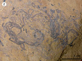 中文名:約克那斯藻(NMNS002459-F029402)英文名:Yuknessia sp.(NMNS002459-F029402)