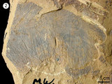 中文名:軟骨海綿(NMNS002459-F029406)英文名:Halichondrites sp.(NMNS002459-F029406)